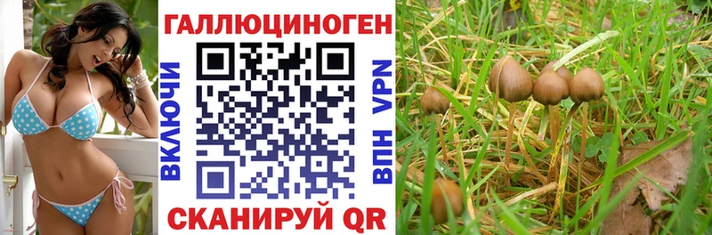 наркота  Вельск  Галлюциногенные грибы Psilocybine cubensis 